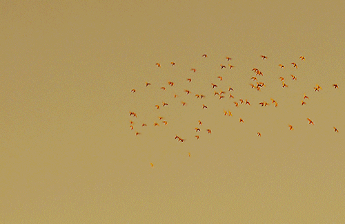 neillblomkamp:The ever-growing list of LGBT cinema (04/???)Pariah (2011) Directed by Dee Rees