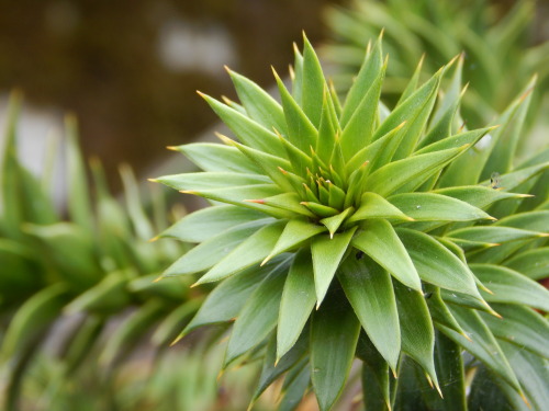 Araucaria araucana, chilenaraukaria