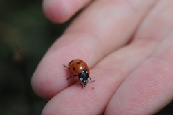 daddysjandbabyem:  Daddy and baby girl were outside in the garden enjoying the warm summers afternoon. Baby girl was playing happily in the grass and smelling the flowers whilst daddy looked on proudly watching her.  Baby Girl: spots something in the