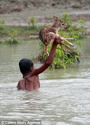 adoptpets:  Astonishing bravery of boy who risked his life to save baby deer in Bangladesh