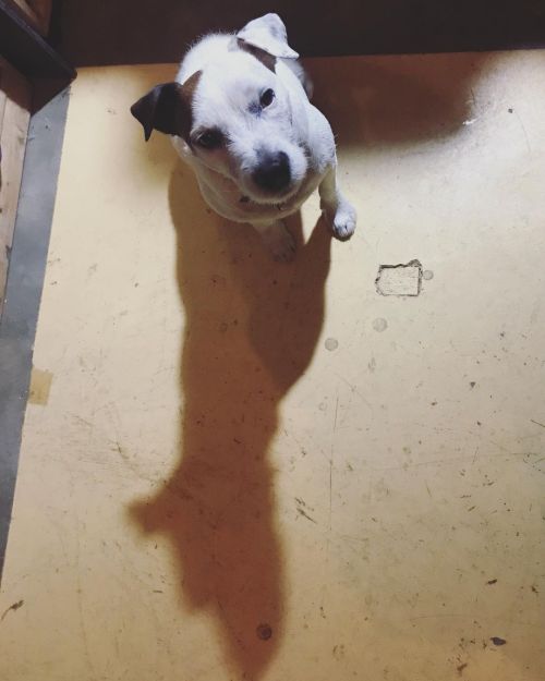 #TerrierTuesday…A dog and his shadow. #jackrussell #jackrussellsofinstagram #jackrussellterrier #par