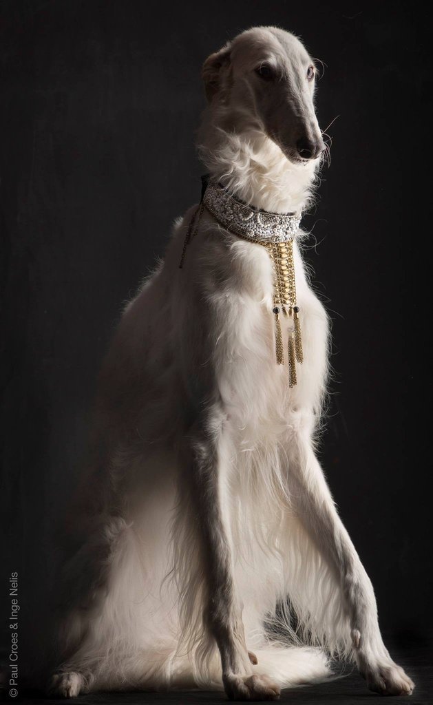 波索尔犬：俄罗斯王室凶猛、稀有、尊贵的狼犬。它冷漠、高大，并拥有得天独厚的毛发。(摄影师：Paul Croes)