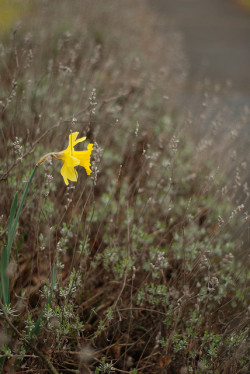 loveandaquestion:  74/365 daffodil in the