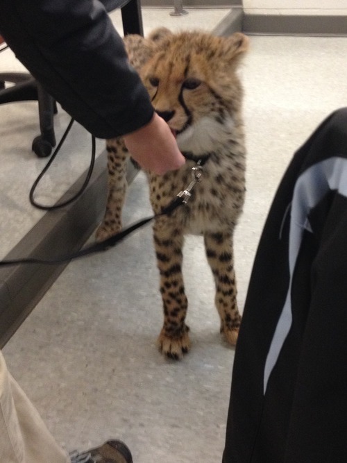 So I'm learning about Cheetah's in my Biology of East Africa class