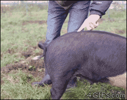 4gifs:How to straighten a pig’s tail. [video]