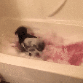 awwww-cute:  Mom got me a nice lush bath and clearly I loved it! (Source: http://ift.tt/2thxySb)