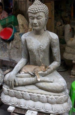 mariestocat:  inthemoodforportnawak:  Buddah Cats - KyleKahotek (Imgur)  I am so happy