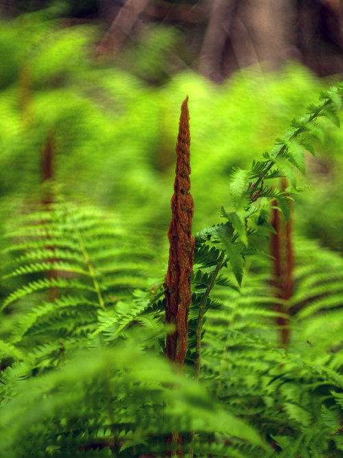 Fern WorldMinolta MD Rokkor 50mm f/1.4 Olympus E-M1 Mark 2