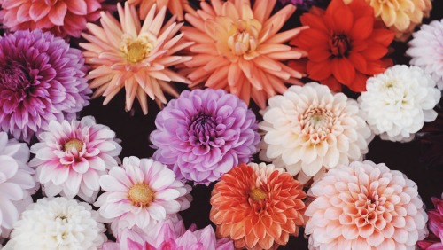 Autumn Colors, In Full Bloom. Just Looking At It Warms Your Heart And Makes You Kinder.