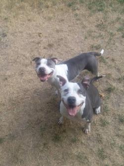 awwww-cute:  My 2 adopted pitbulls! (Source: