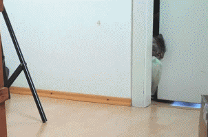 alien-anarchist:  aawb:  I love that gif of the cat walking though the door with