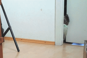 Funny Gif and Lol Gifs