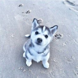 awwww-cute:  Little pup at the beach (Source: