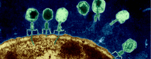Bacteriophages: Antibiotic Alternative Or Just A Phase?