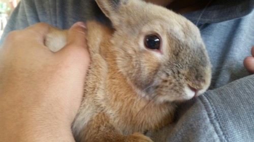 chivevibes:  I own two bunnies now & adult photos