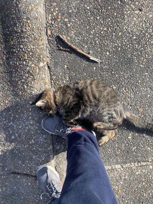 Went for my morning run and the neighbors cat that I’ve never met before came up to me and said hell