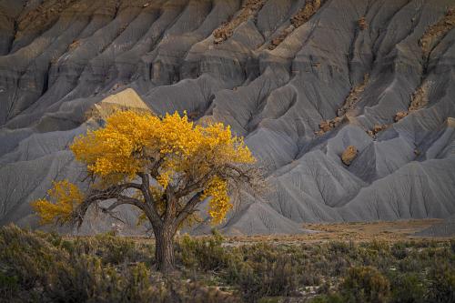 oneshotolive:  A lone cottonwood tree in Utah’s badlands [2000x1333] [OC] 📷: Austinjamesjackson 