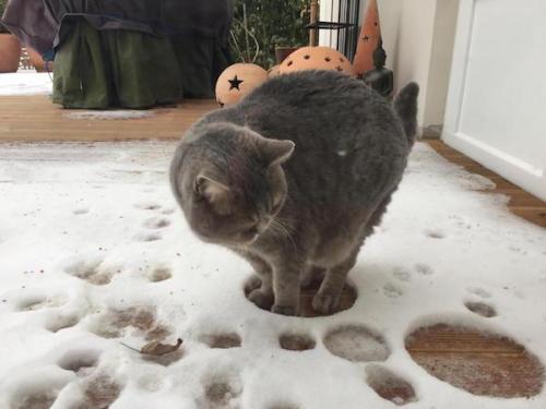 cutecornflakes:This cat is not sure how to feel about snow