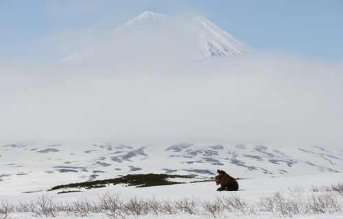 weirdrussians:Parenting done right. Btw, the photographer is looking for some financial support to make movie about bears. http://goo.gl/yBWk29 Bringing your own cubs to such an adverse and hostile existence is “good parenting“??