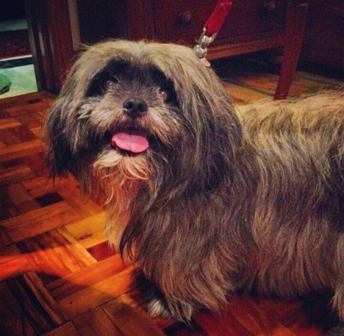 mrstafelton:  Pumba!❤❤❤ 
