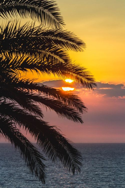 orchidaaorchid:  Palos Verdes Sunset by Aaron Malloy