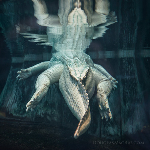 Albino American Alligator swims ©Douglas MacRae  For new work now, always see my Instagram