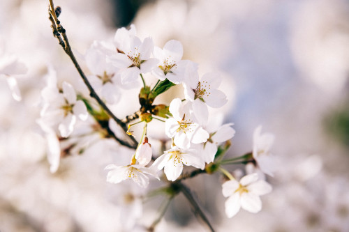 Cherry Blossoms in Toronto 