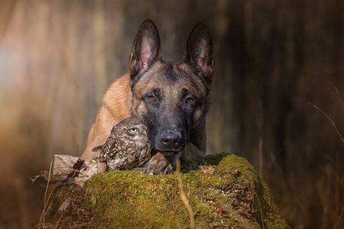 avianawareness:The Unlikely Friendship Of A Dog And An Owl by A Professional Animal Photographer Tan