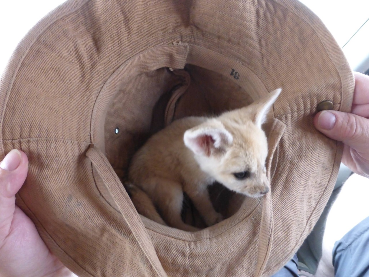 awwww-cute:  My parents went travelling around Morroco (Source: http://ift.tt/1OscMO1)