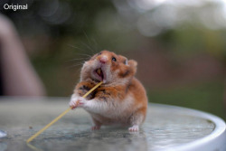 tastefullyoffensive:  Spaghetti Hamster Photoshop Battle [via] 