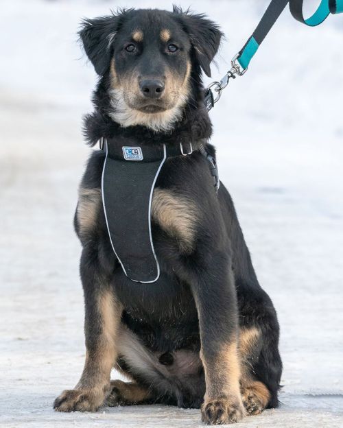 Tucker & Willow, (4-m-o), Labrador retriever/Shepherd mix, Assiniboine Park, Winnipeg. “This is 