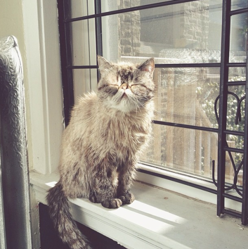 derpycats:post bath sun timeFind more of Captain Pancakes on instagram @GracieHagen