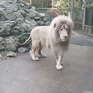 thenatsdorf:Big scaredy cat. [full video]