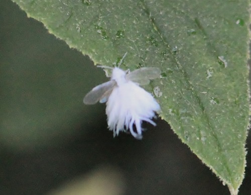 milkmoon:  the-darkest-of-lights:  princenotcharming:  princessplutto:  bonemoss:  no offense but have u seen wooly aphids  I thought this was a little fairy  I’ve actually always called these fairies lol. I even got a pic of over somewhere that looks