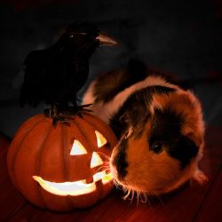 guineapiggies:  Quoth the Raven by Joey Phoenix