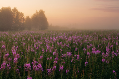 XXX expressions-of-nature:  in high Cyprus by photo