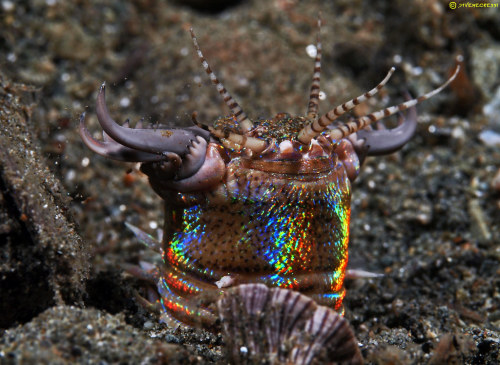 Bobbit Worm - Eunice aphroditois 