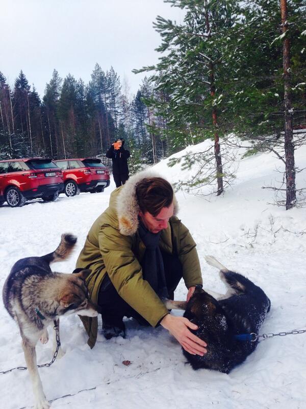 dudeufugly:  “Cumberbatch loves dogs. Here he is playing with Huskies in Finland