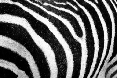 vertexx:  zebras are spunky