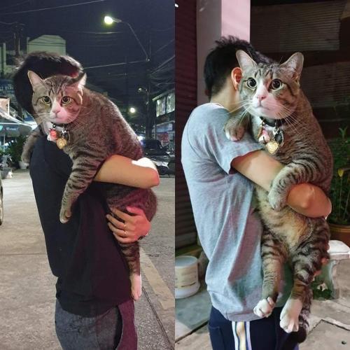 cuteness–overload:This large kitty perfect as a bodyguard at nightSource: bit.ly/2K4wI1V