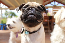calithepug:  Cali is very happy that you love her blog :)  