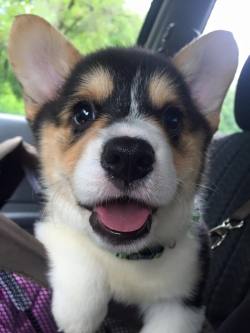 awwww-cute:  Why are corgis so damn adorable? (Source: http://ift.tt/1Lx8fMl)