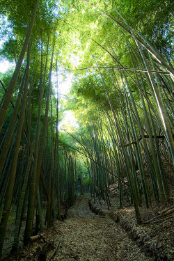 vurtual:  Bamboo Road (by Aaron S Bedell)