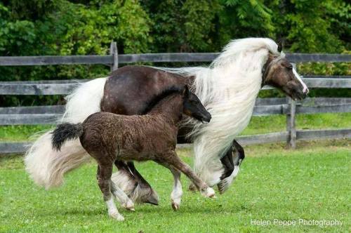 strangebiology: Horses (and a mule) with interesting patterns. Mostly from Horses are Beautiful.