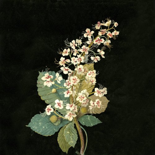 cafeinevitable: ‘I have invented a new way of imitating flowers’ These exquisite floral works were m