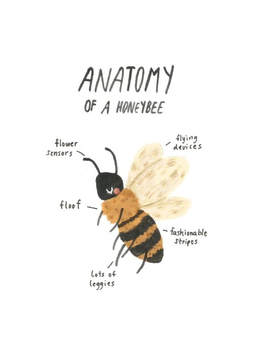 ash-elizabeth-art:Anatomy of a honeybeeA printable version of this artwork is available hereshop | p