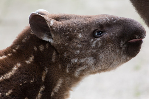 babytapirs:Beautiful furry tapir portrait! 