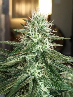 trichomephotography:  Berry Bomb tops Day