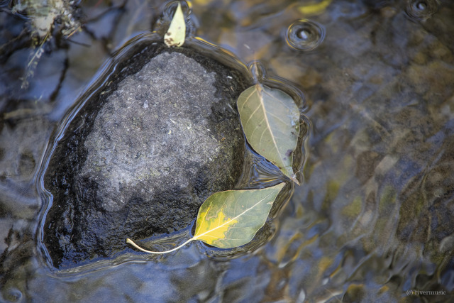 A Dance of Leaves: (c) riverwindphotography, September 2020