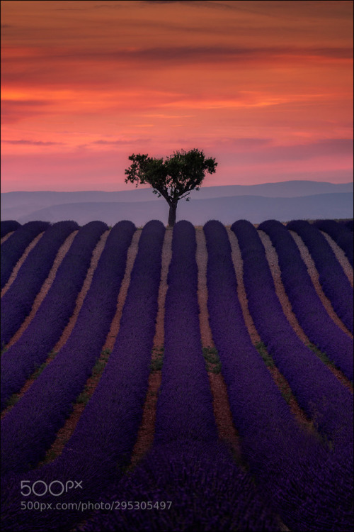 Valensole by info373
